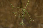 Yellow pimpernel